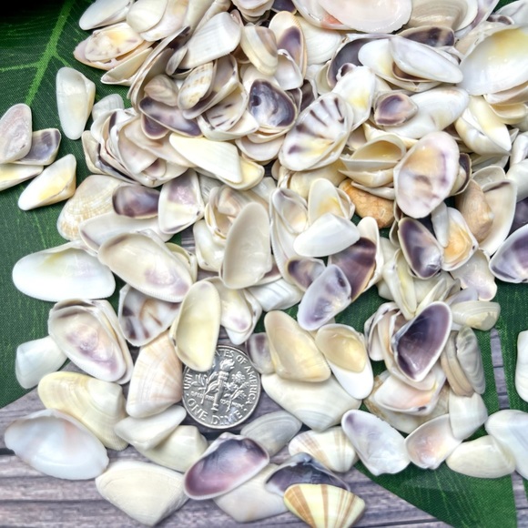100 Florida Assorted Shells Coquinas, Tellins, Wedge Mixed 
Collect DIY Crafting - Picture 16 of 16